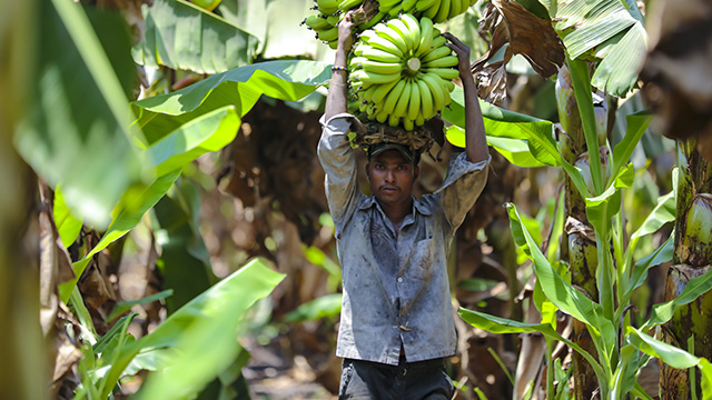 Farmer in India with banana bunch